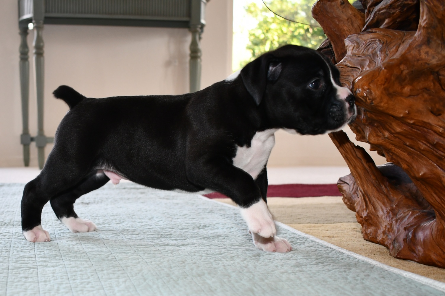 AKC Black Boxer Champion Boxer Puppy For Sale In Texas